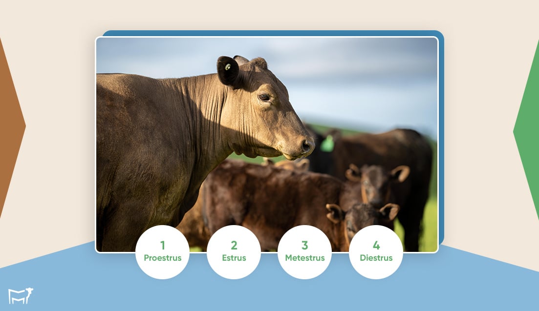 Cattle Heat 101: The 21-Day Cycle That Drives Your Ranch's Success ...