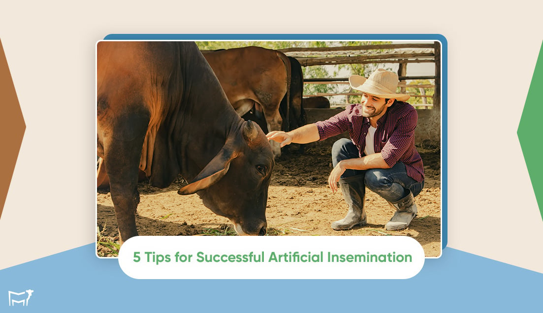 5-Tips-for-Successful-Artificial-Insemination-Internal-17-Sept-2024